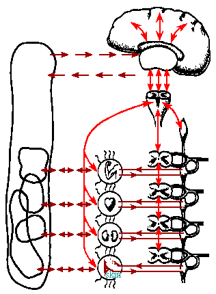  diagrama del sistema nervioso central y autónomo, que se muestra interactuando con un ambiente externo y (para este ejemplo) cuatro músculos y órganos