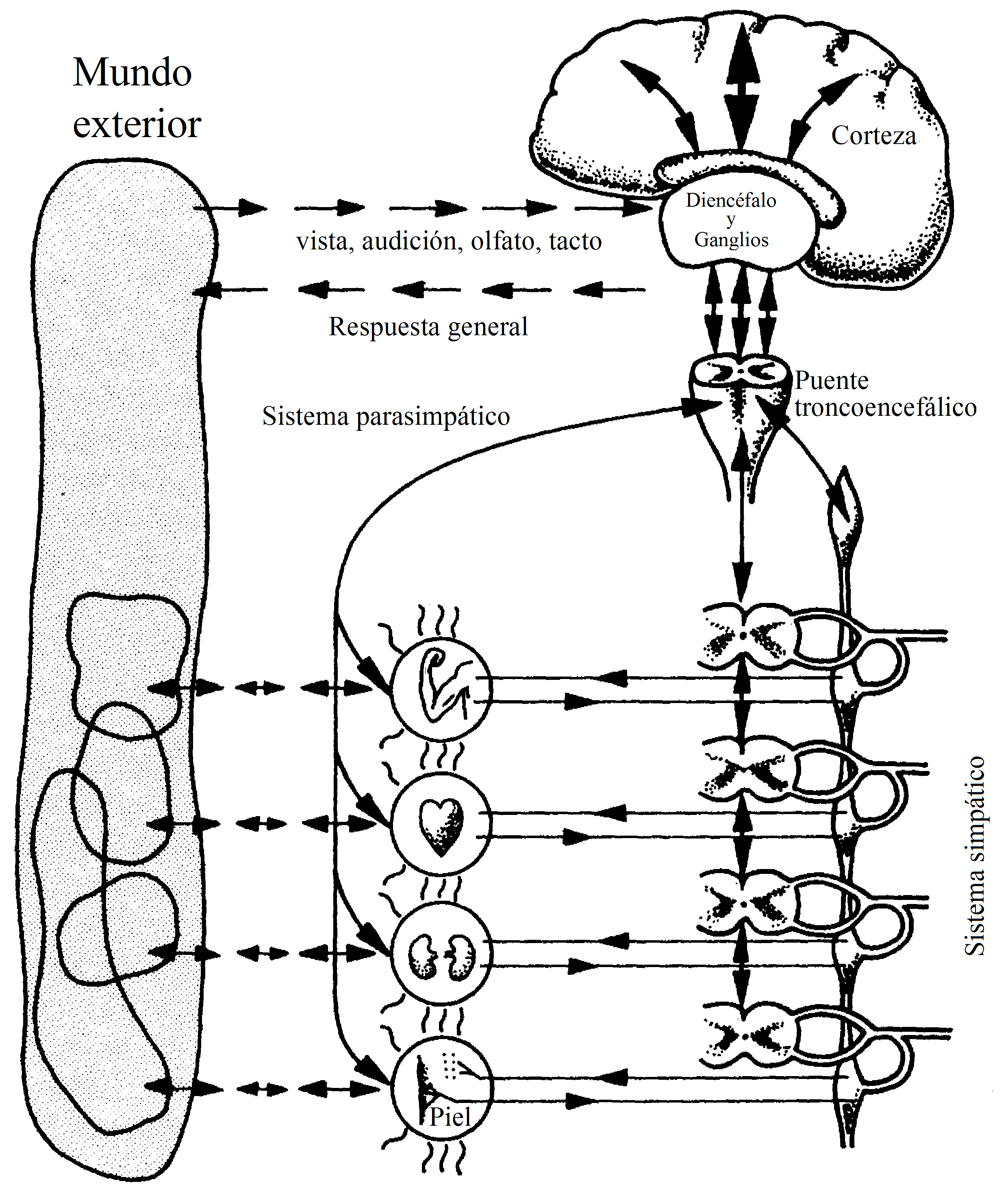 diagrama del sistema nervioso central y autónomo, que se muestra interactuando con un ambiente externo y (para este ejemplo) cuatro músculos y órganos