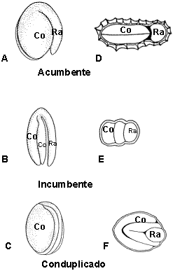 Figura 10