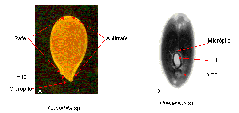 Figura 5