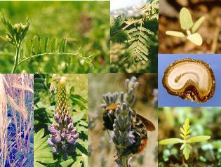 Bienvenidos al Taller Virtual Agronómico (TVA) Sobre Temas de Botánica