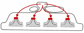 La Forma Divisional